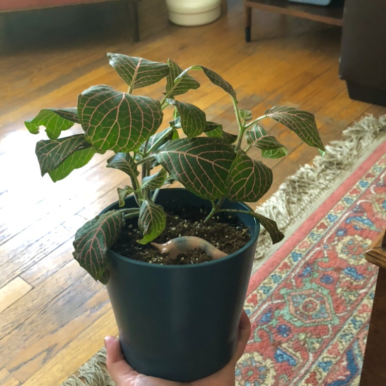 Nerve Plant plant photo by @bitchy_athena named Daphne on Greg, the plant care app.