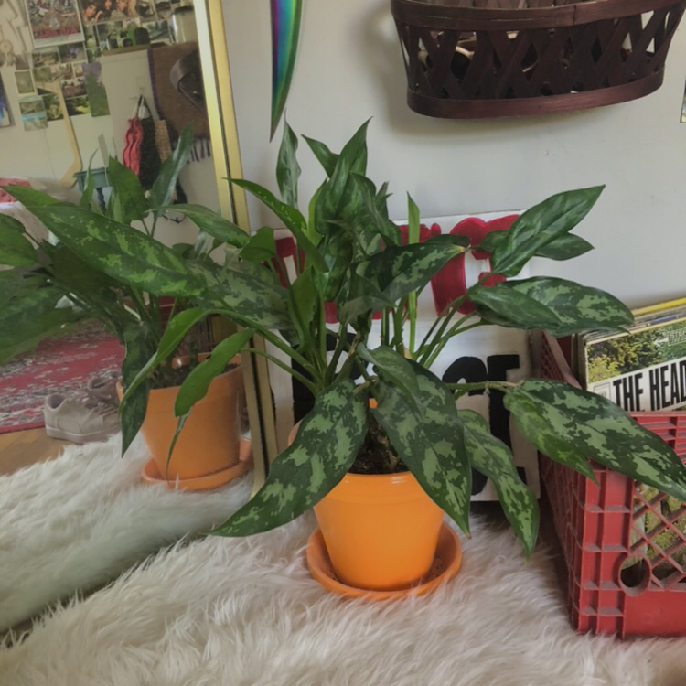Chinese Evergreen plant photo by @bitchy_athena named Athena on Greg, the plant care app.