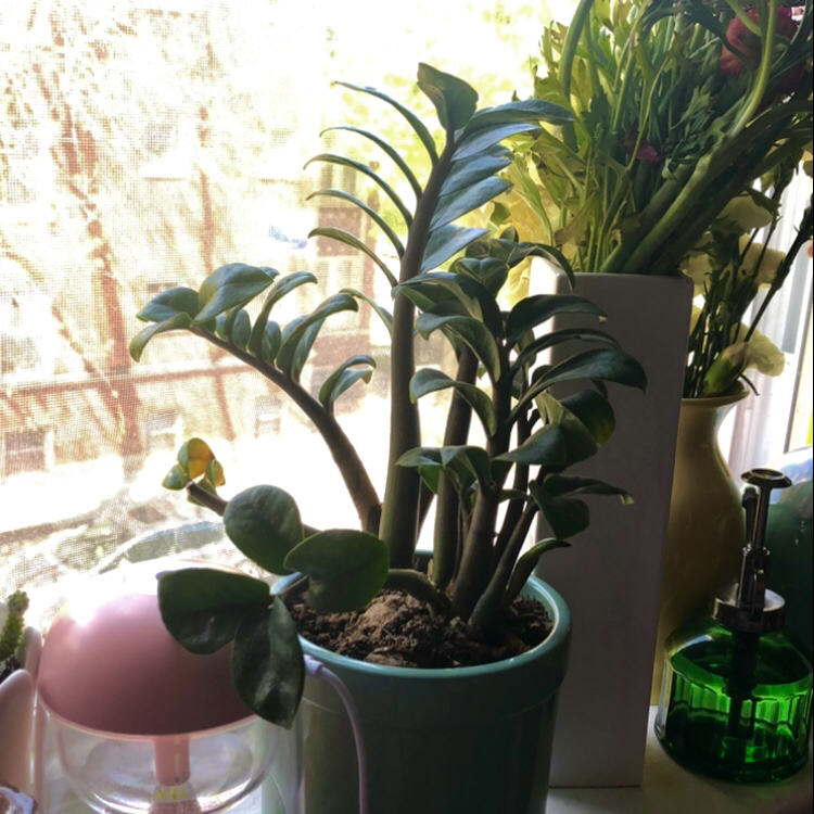 Zamioculcas Zamiifolia plant photo by @bitchy_athena named Willow on Greg, the plant care app.