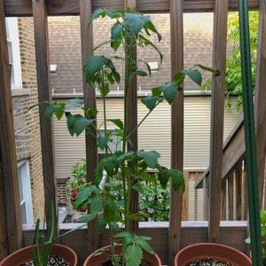 Tomato Plant plant photo by @bitchy_athena named Garden: Grape Tomato on Greg, the plant care app.