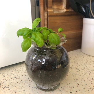 Sweet Basil plant in Chicago, Illinois