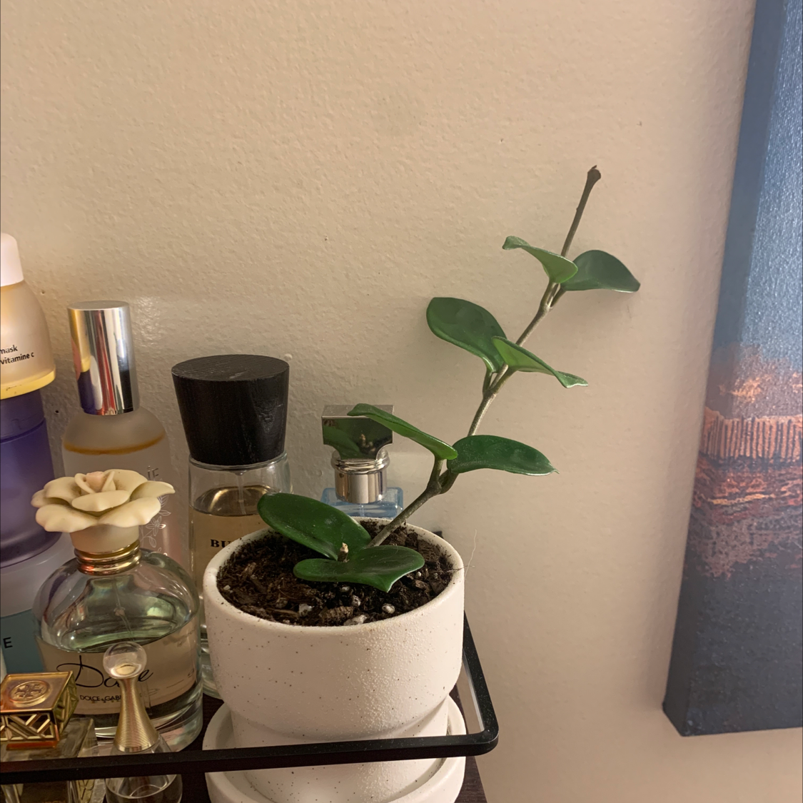 Hoya obovata plant in a white pot on a shelf with various items.