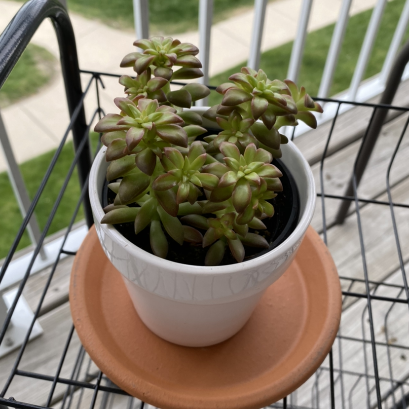 Potted Sedum adolphi 'Golden Glow' plant on a terracotta saucer, healthy and vibrant.