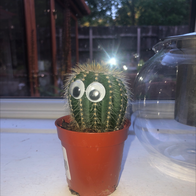 Potted Simpson Hedgehog Cactus with googly eyes, healthy specimen, no visible issues, sitting on windowsill at night.