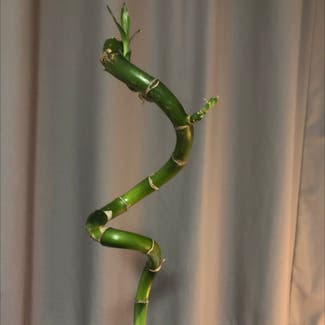 Lucky Bamboo plant in Glasgow, Scotland