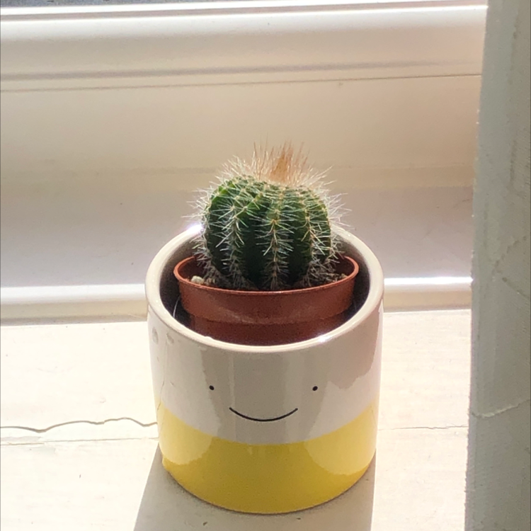 Healthy Simpson's hedgehog cactus in a cute yellow and white ceramic pot with a smiley face design.