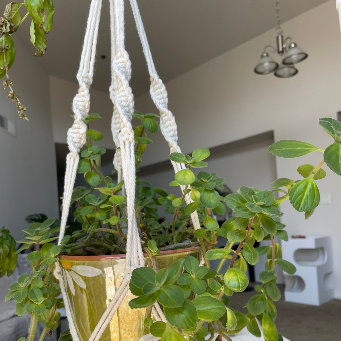 Hanging Mexican Mint plant in a well-lit indoor environment with some browning leaves.