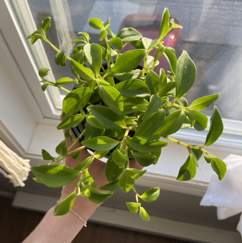 Healthy Peperomia trinervula plant with vibrant green leaves held by a hand.
