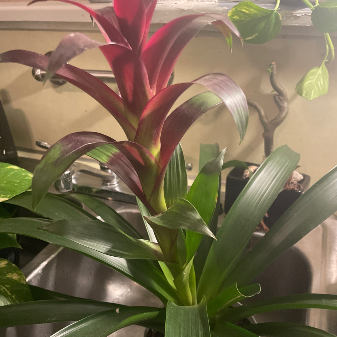 Healthy Droophead Tufted Airplant with vibrant red flower bracts and green foliage in a glass vase.