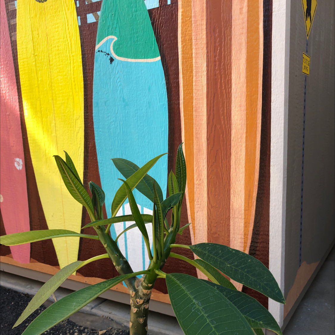 Red Frangipani plant with green leaves in front of colorful surfboards.