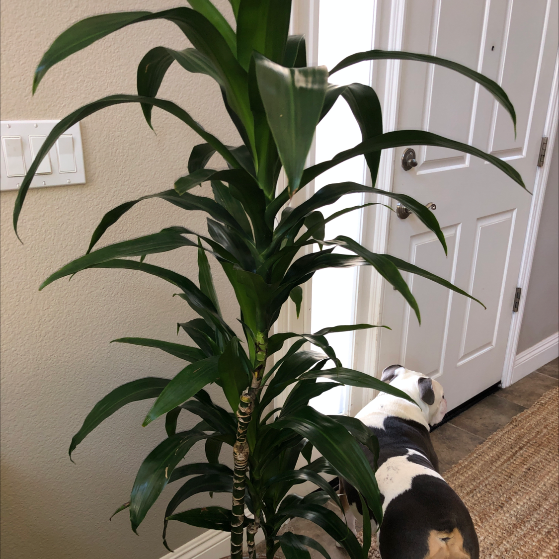 Photo of the plant species Dracaena 'Lisa' by @noelani_aquino named Queen Latifah on Greg, the plant care app