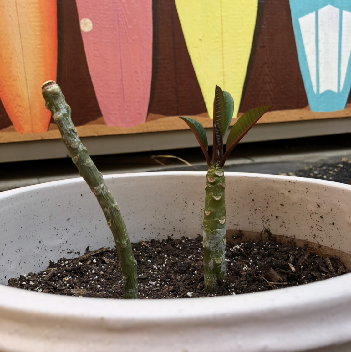 Potted Red Frangipani with new growth and colorful surfboards in the background.