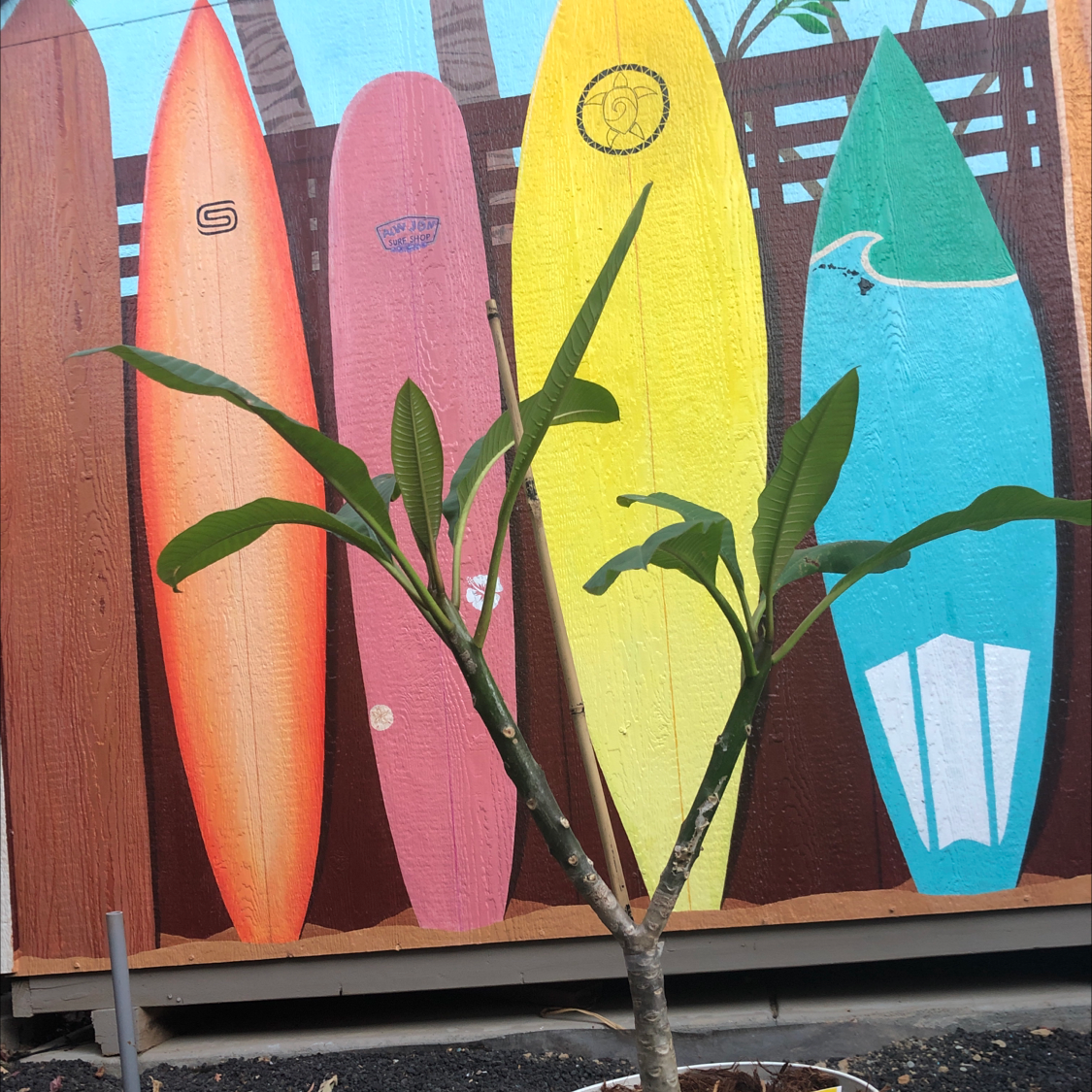 Red Frangipani plant with green leaves in front of colorful surfboards.