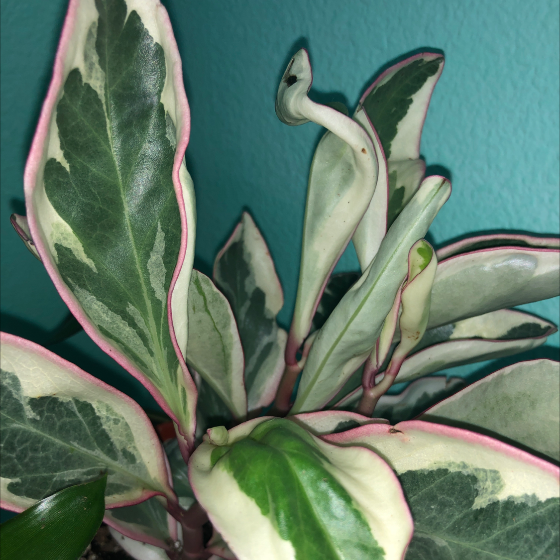 Peperomia 'Ginny' plant with variegated leaves featuring green centers and white edges with pink margins.