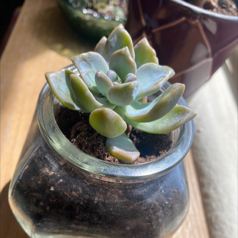 Photo of the plant species Echeveria colorata by @gutierreznd named Danny Succo on Greg, the plant care app