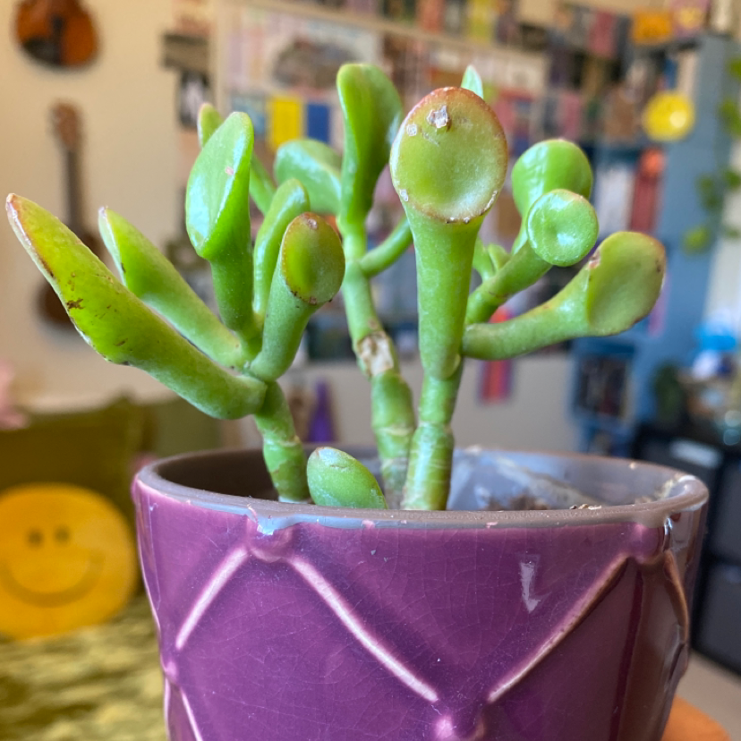 Trumpet Jade plant photo by @gutierreznd named Shrek on Greg, the plant care app.