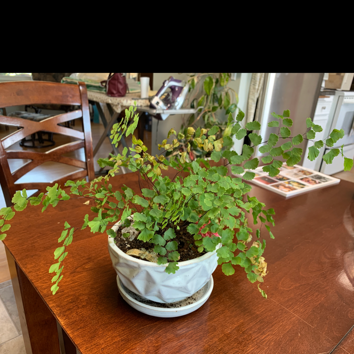 Maidenhair Fern plant photo by Jadyn named Your plant on Greg, the plant care app.