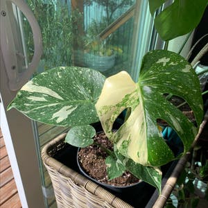 Thai Constellation Monstera plant photo by Jadyn named Artemis on Greg, the plant care app.