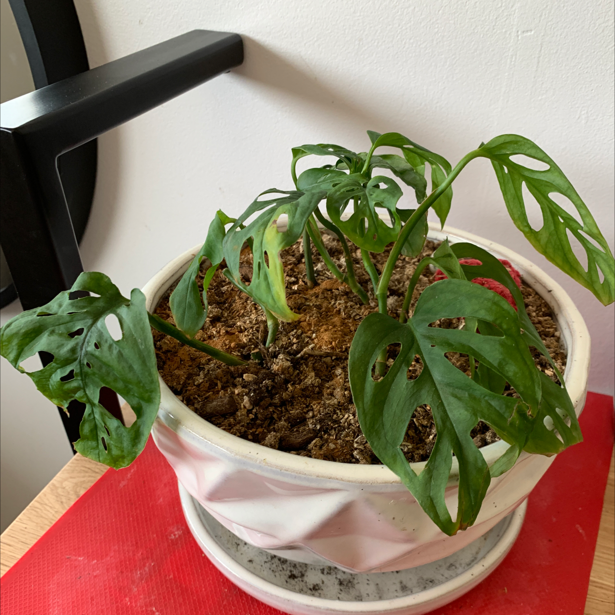 Monstera adansonii 'Laniata' plant photo by Jadyn named Plant on Greg, the plant care app.