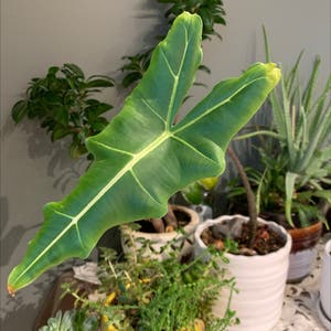 Alocasia 'Sarian' plant photo by Jadyn named Your plant on Greg, the plant care app.
