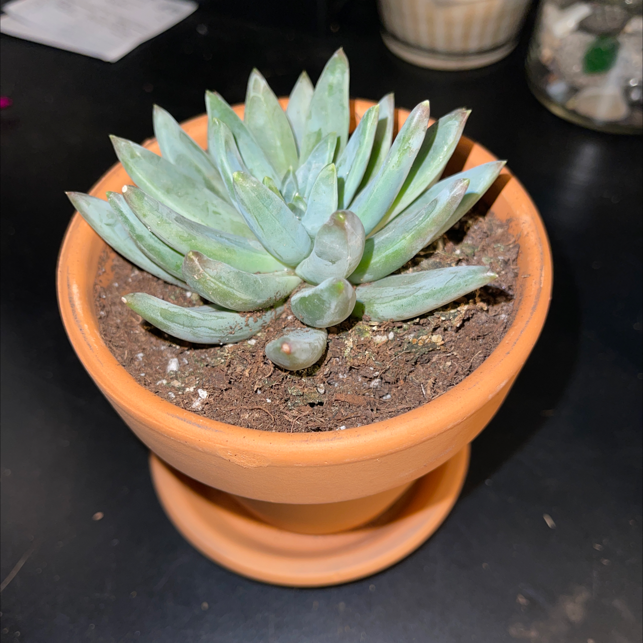 Bright Green Dudleya succulent in a terracotta pot with visible soil.