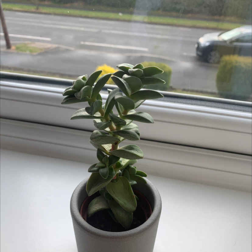 Potted Crassula rupestris plant on a windowsill with a road and car in the background.
