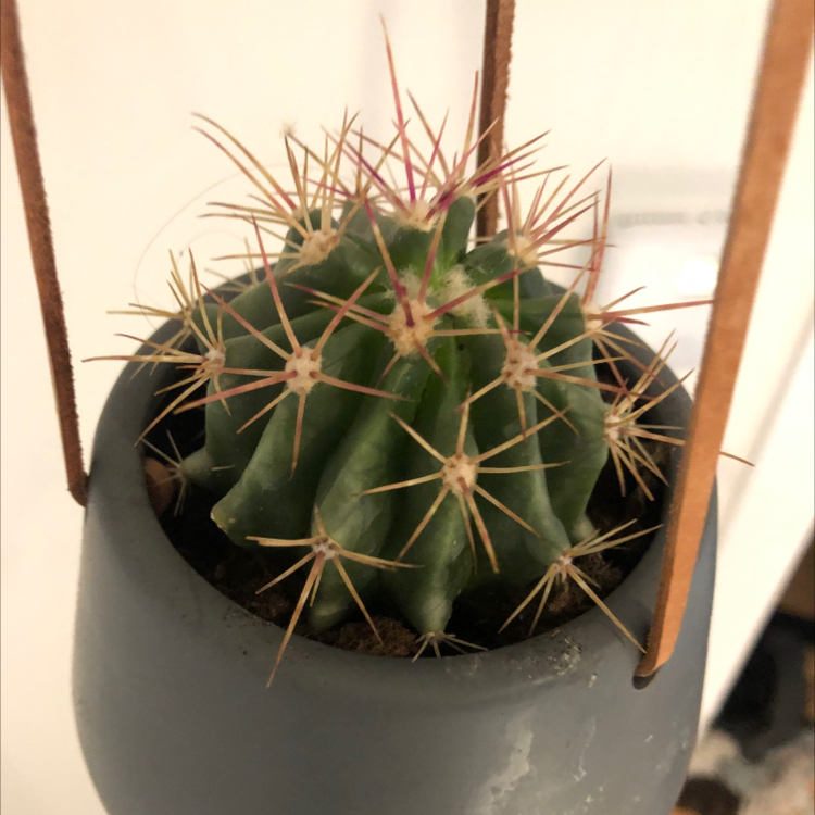 Sonora Barrel cactus in a pot with prominent spines, well-framed and in focus.