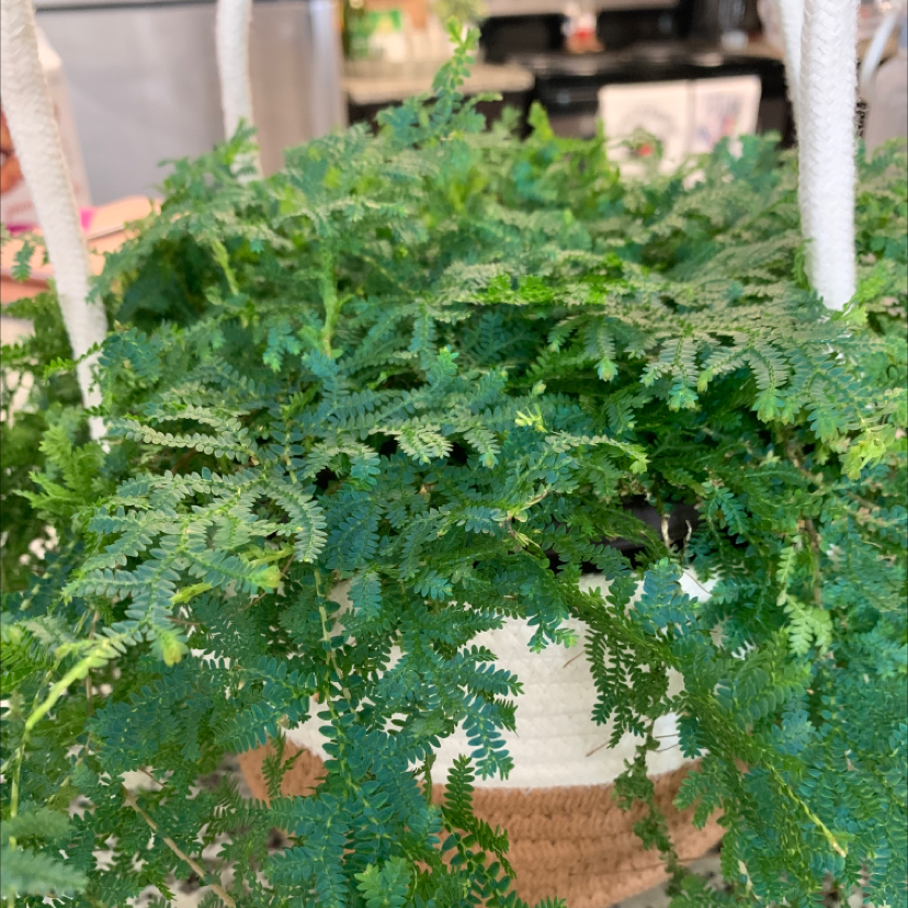 Rainbow moss, Peacock fern plant photo by @carsonolvis named rainy 🌈 on Greg, the plant care app.