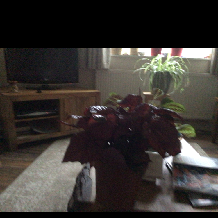Photo of the plant species Begonia 'Burning Bush' by Heather named Your plant on Greg, the plant care app