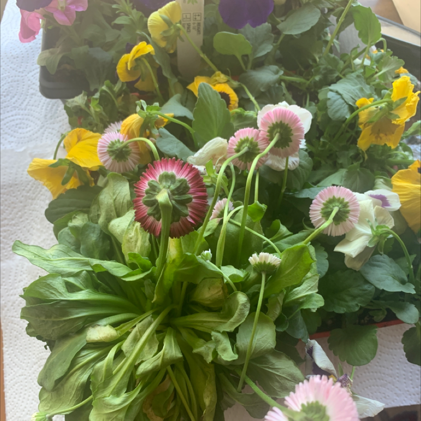 Diagnosing daisy root rot