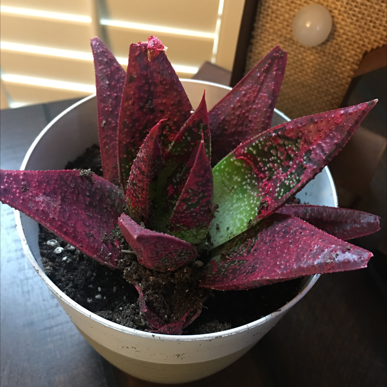Bredasdorp Gasteria plant in a white pot with green and reddish-purple leaves, some with spots.