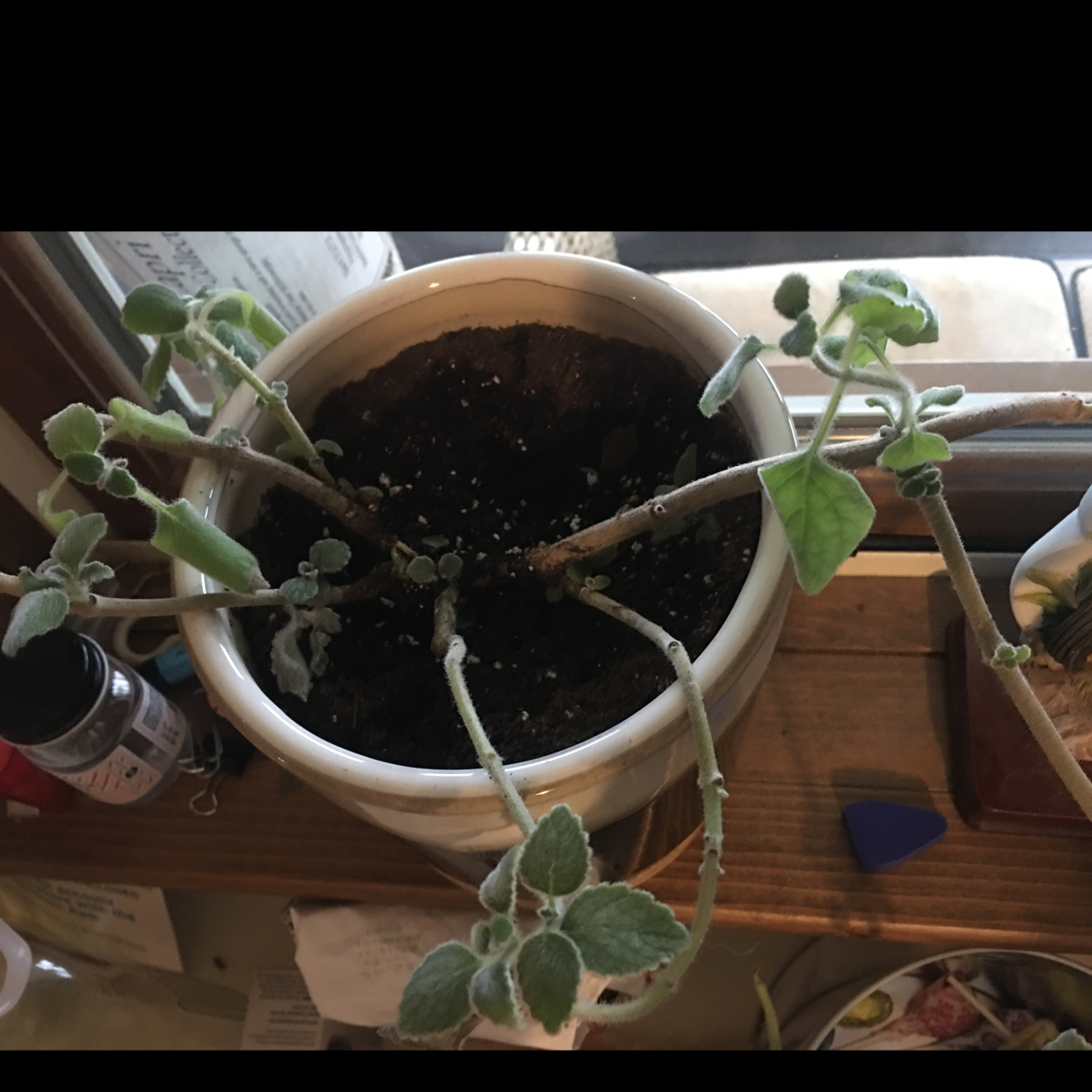 Potted Mexican Mint plant with some yellowing and browning leaves, visible soil.