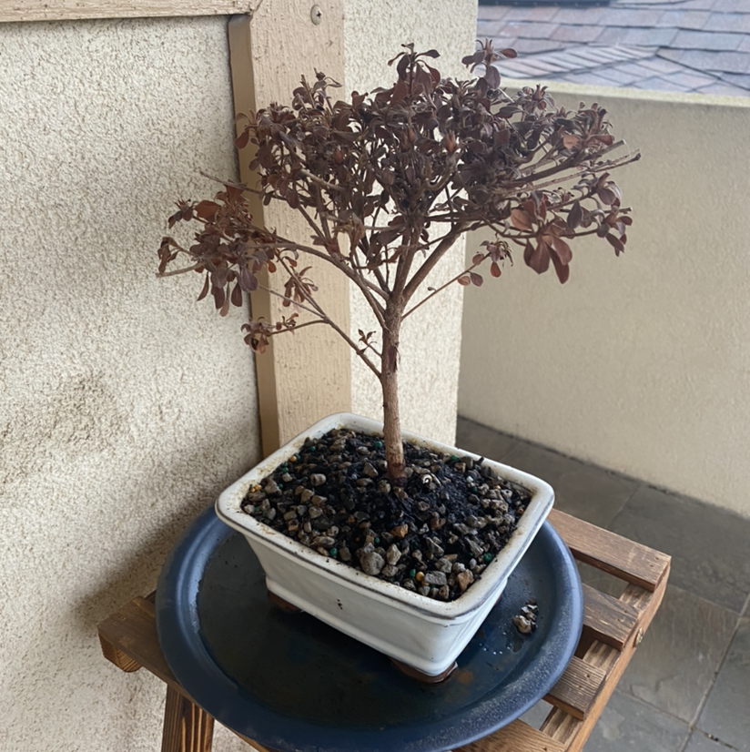 A Satsuki Azalea plant in a pot with significant browning and dried leaves, indicating poor health.