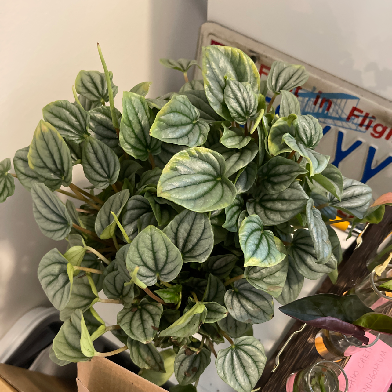 Photo of the plant species Silver Ripple Peperomia by @dakotafox named Peperomia Frost on Greg, the plant care app