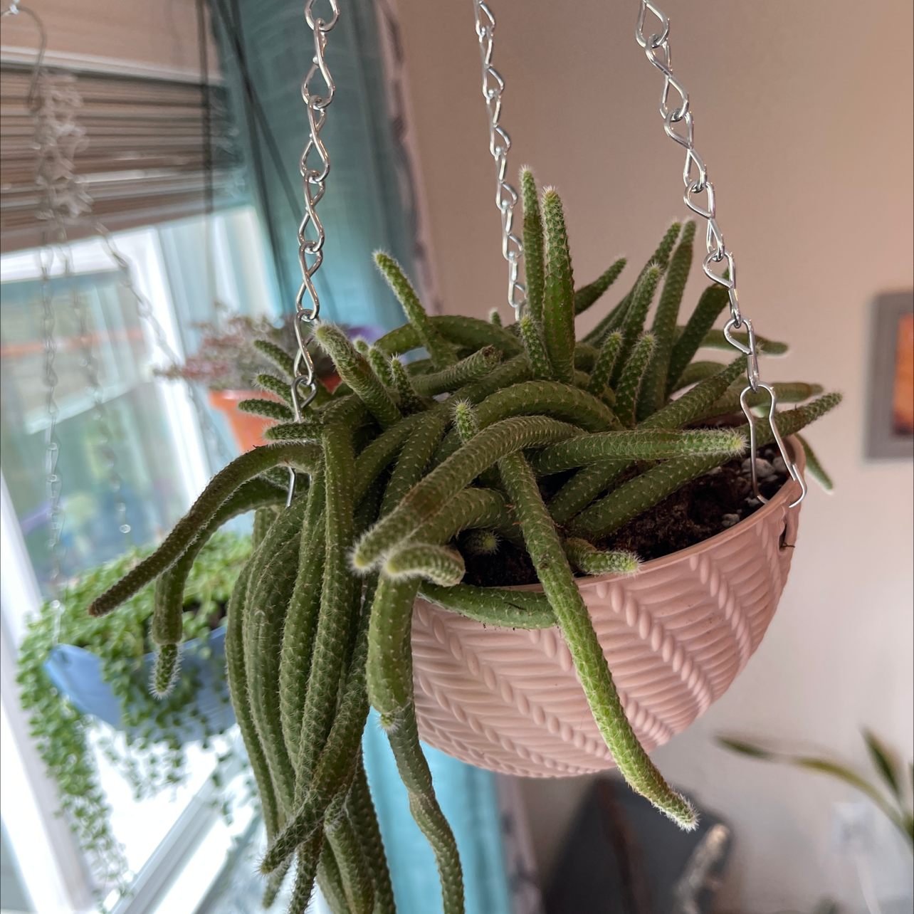 Hanging pot with a healthy Rat Tail Cactus (Aporocactus flagelliformis) in a well-lit room.