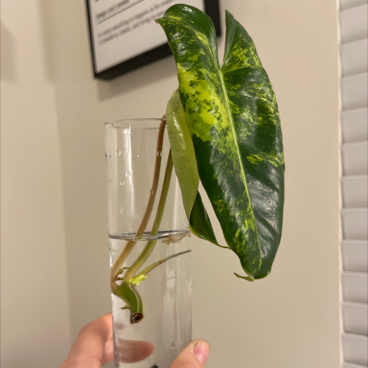 Burle Marx plant cutting in a clear glass container with water, showing some leaf yellowing.