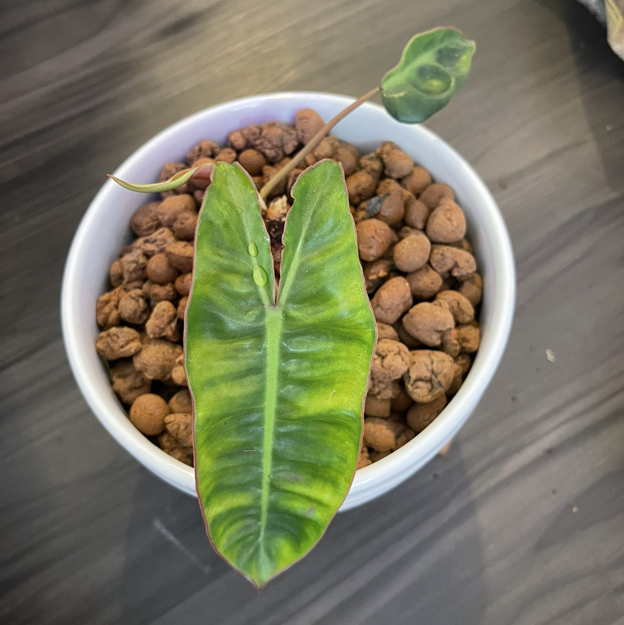Philodendron billietiae plant in a pot with a single large leaf and a smaller developing leaf.