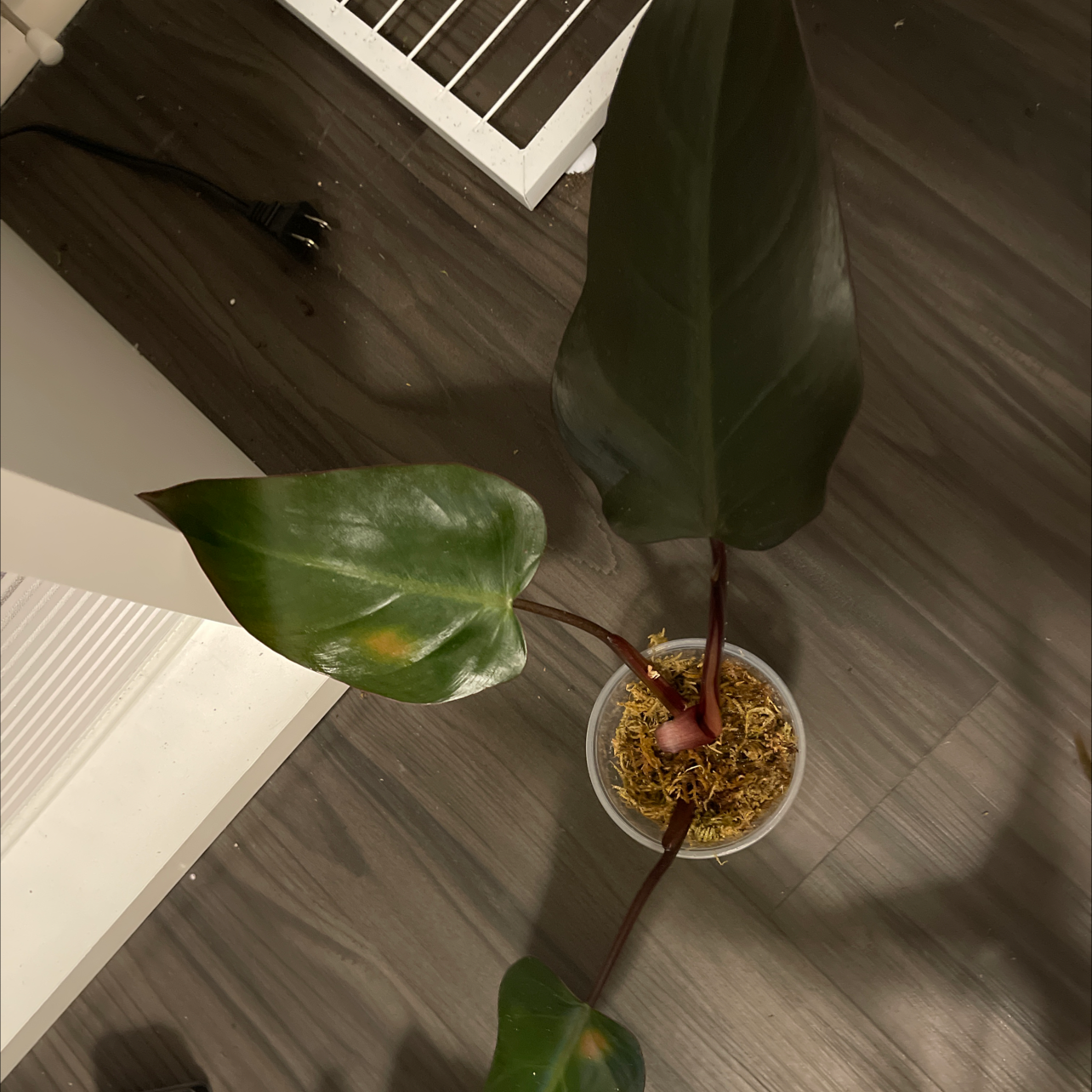 Philodendron Dark Lord plant with three large leaves, one showing yellowing. Potted in a clear container with visible soil and moss.