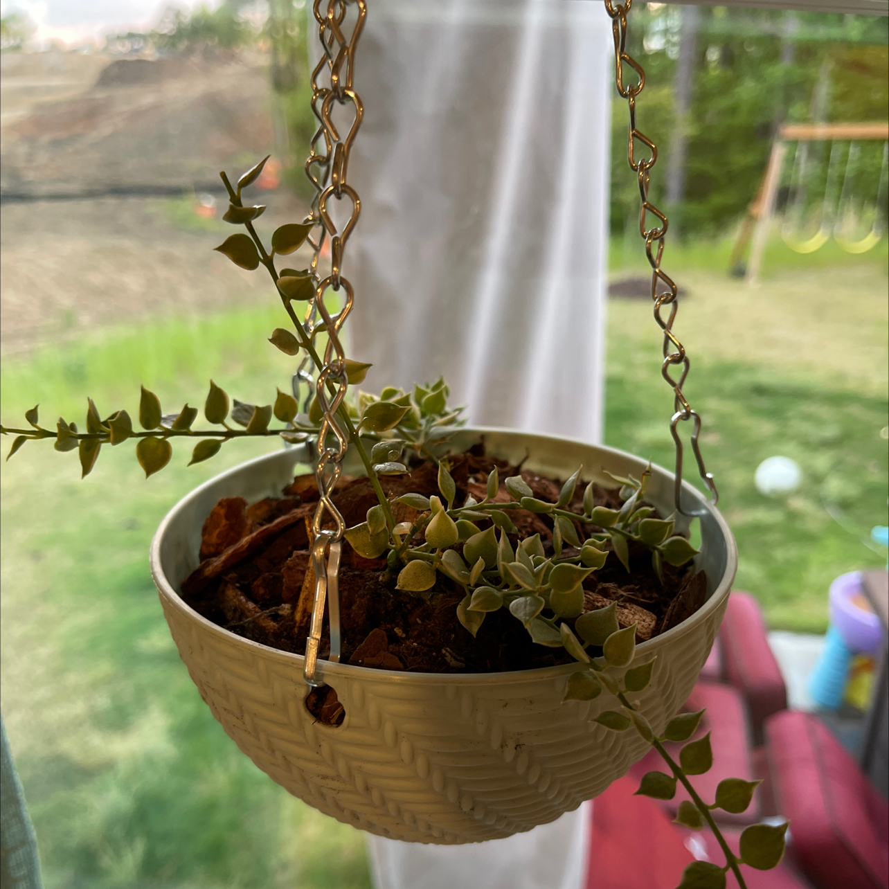 Hanging pot with a healthy Million Hearts Dischidia plant. Soil is visible.