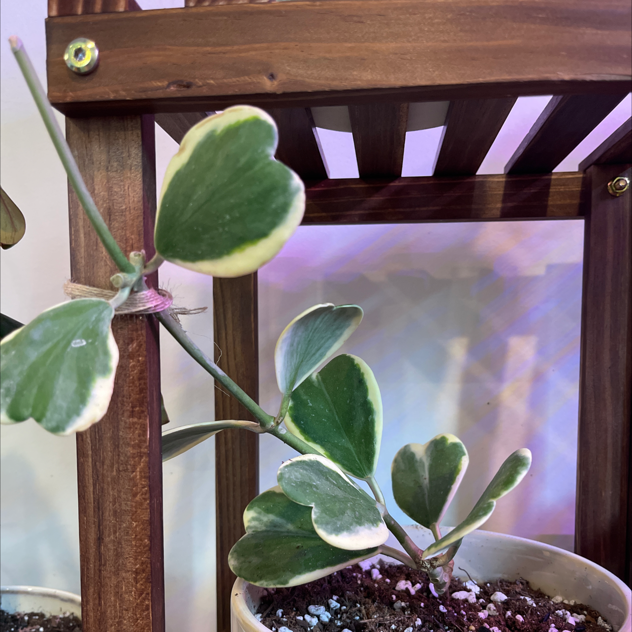 Variegated Heart Leaf Hoya plant in a pot on a wooden shelf, with green and white variegated leaves.