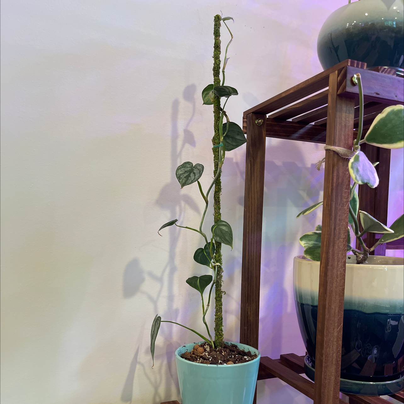 Silver Leaf Philodendron in a pot with a moss pole, healthy and well-framed.