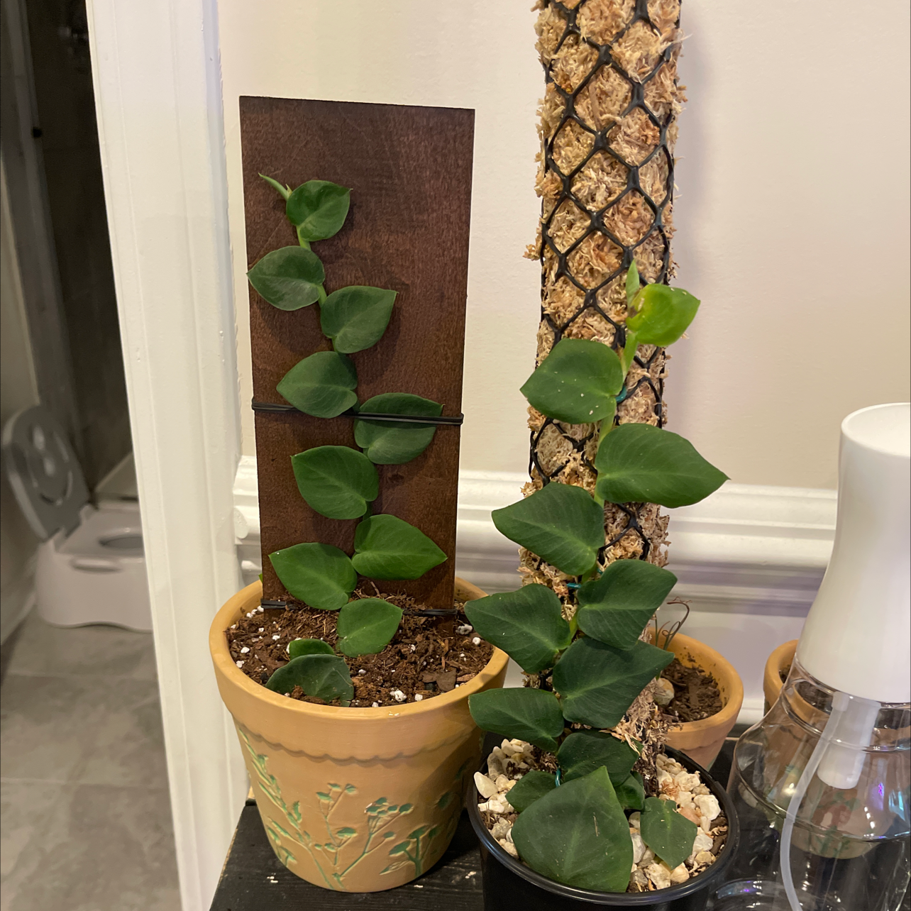 Two potted Rhaphidophora hayi plants with climbing vines attached to supports.