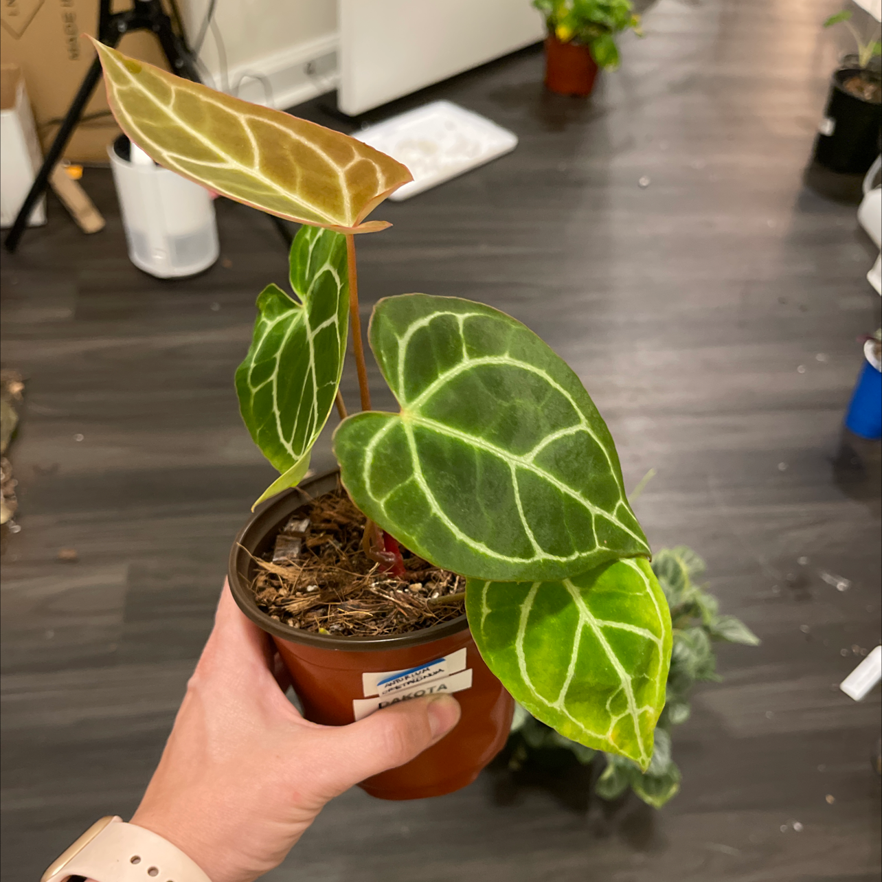 Potted Crystal Anthurium plant with veined leaves, held by a hand.