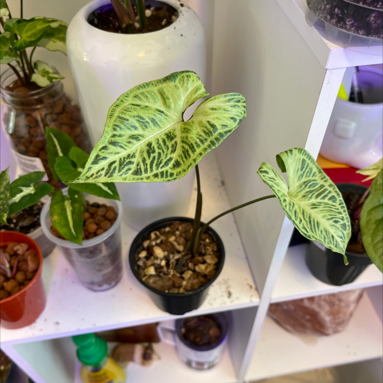 Photo of the plant species Syngonium 'Batik' by @dakotafox named Batik #2 on Greg, the plant care app