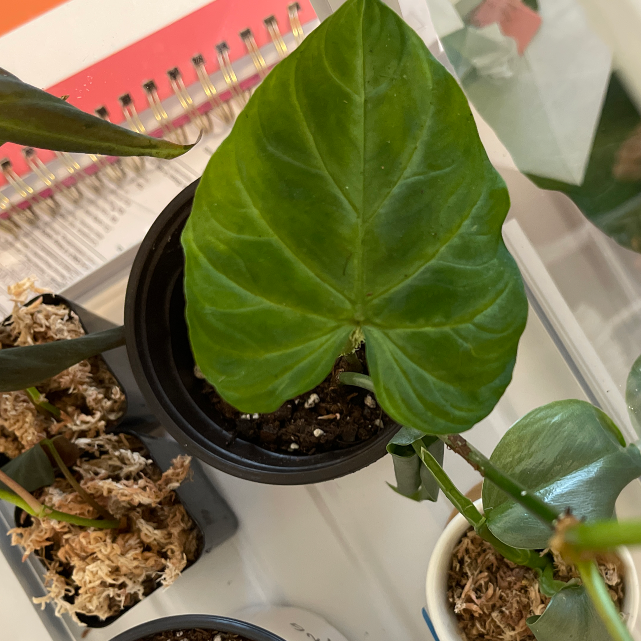 Potted Ecuador Philodendron with large green leaves, visible soil, and other plants in the background.