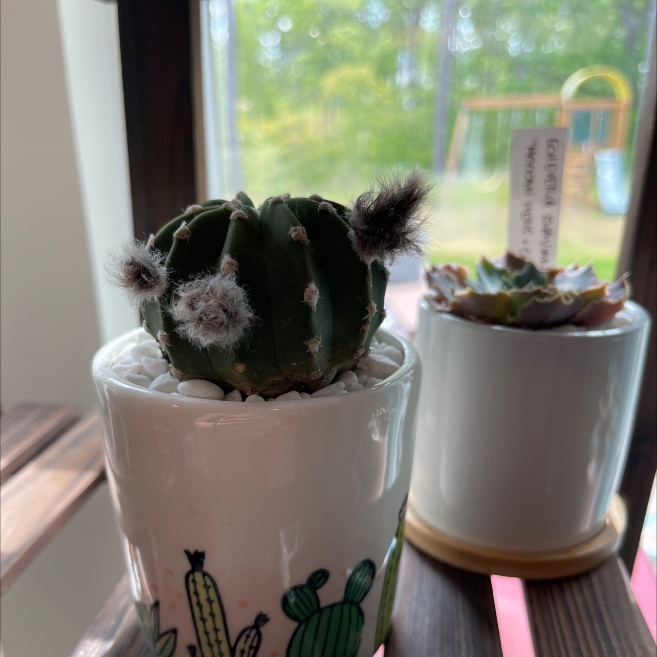 Domino Cactus in a white pot with decorative illustrations, another plant in the background.