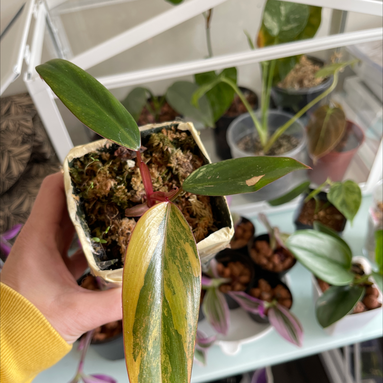 A hand holding a potted Strawberry Shake Philodendron with yellowing and browning leaves, surrounded by other plants.