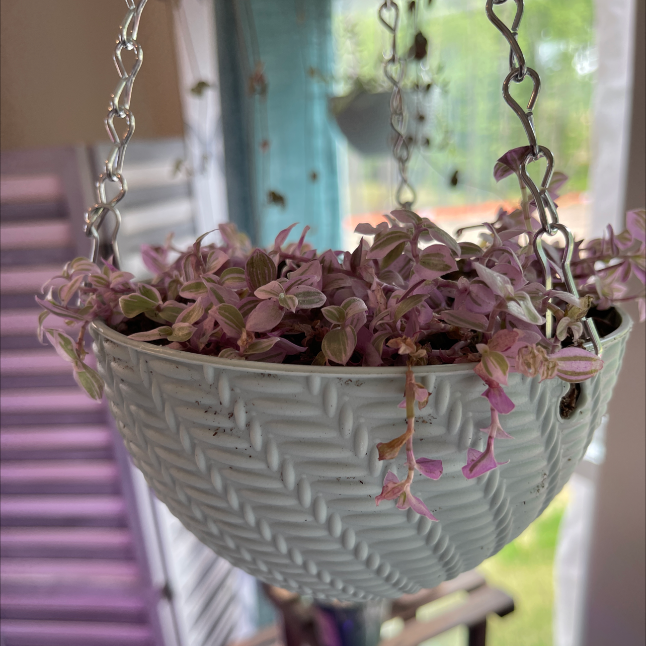 Photo of the plant species Tradescantia 'Lavendar' by @dakotafox named Flumenisis on Greg, the plant care app