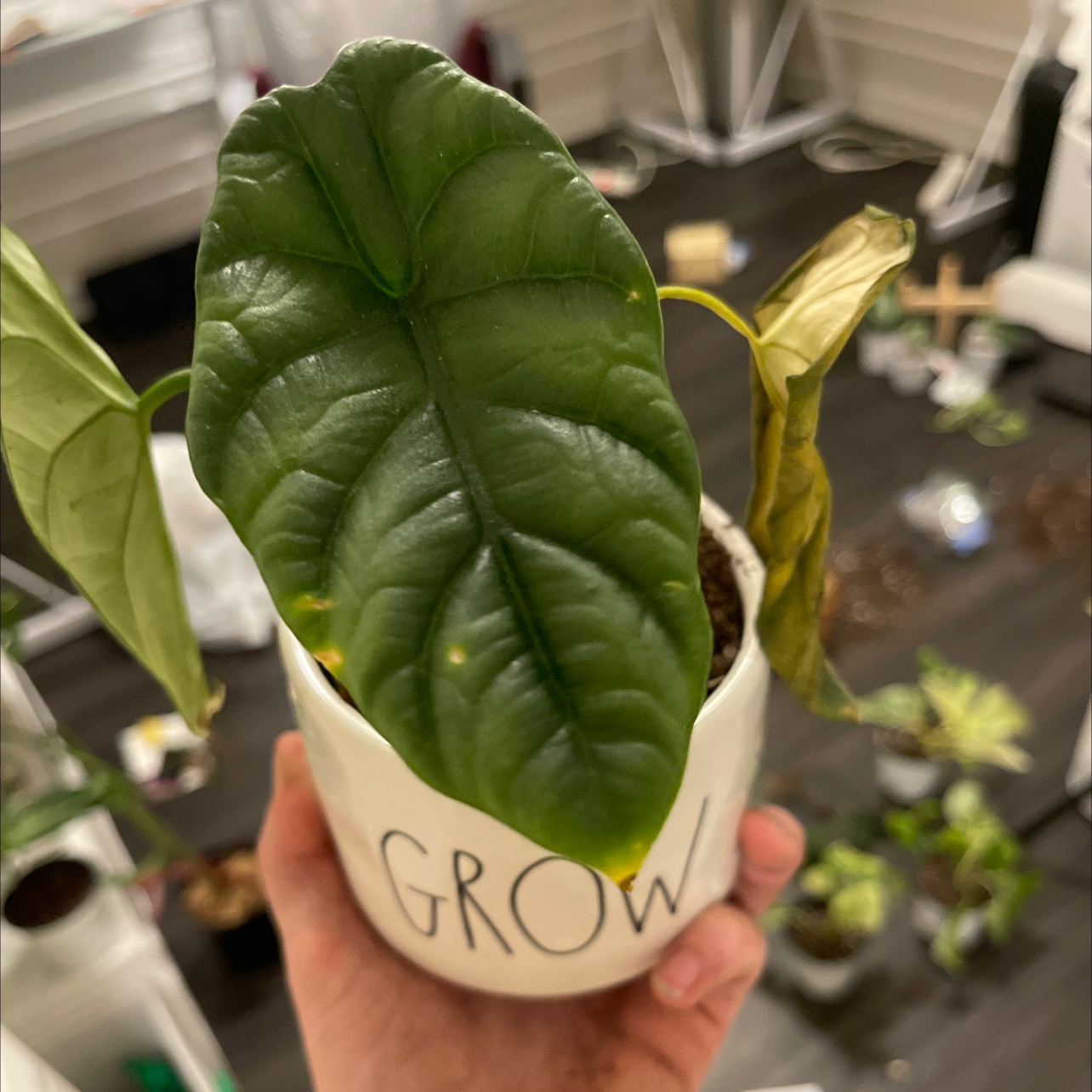 Potted Jewel Alocasia plant with some yellowing and browning leaves, held by a hand.