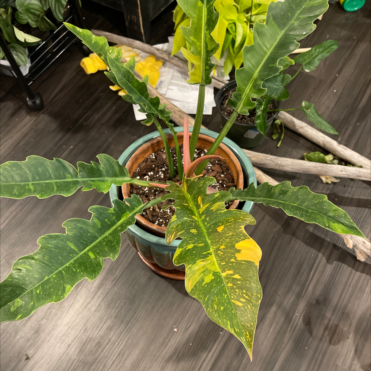 Philodendron 'Ring of Fire' plant in a pot with variegated leaves, some yellowing and browning.